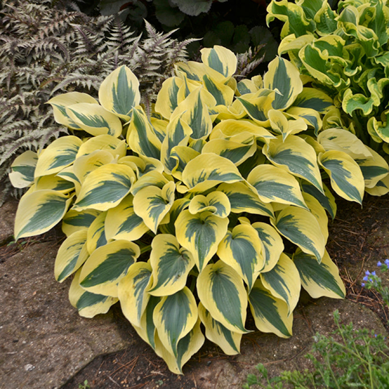 Shadowland® 'Autumn Frost' Hosta | Perennials – Great Garden Plants