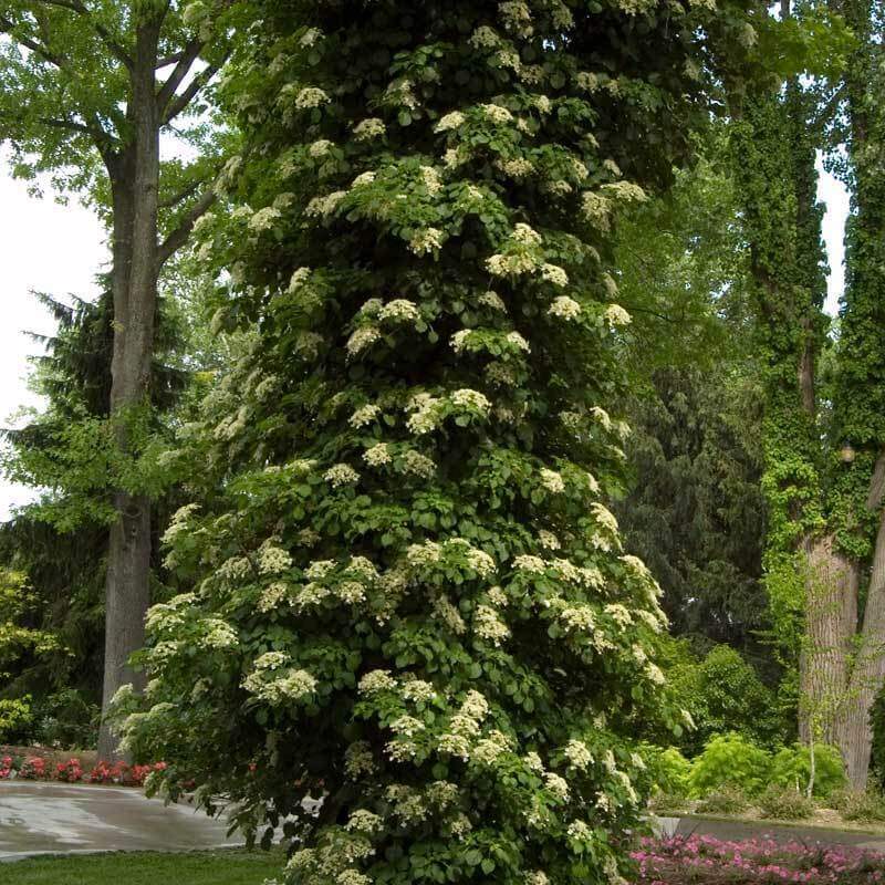 Climbing hydrangea clearance