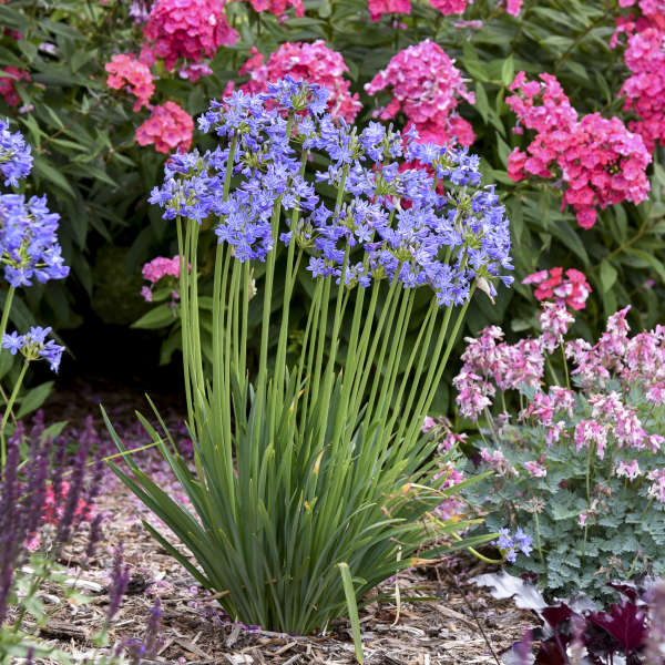 galaxy white lily of the nile 'Little Galaxy' Lily of the Nile (Agapanthus)