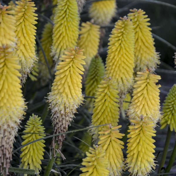 Lucky Lemons' Red Hot Poker | Perennials – Great Garden Plants