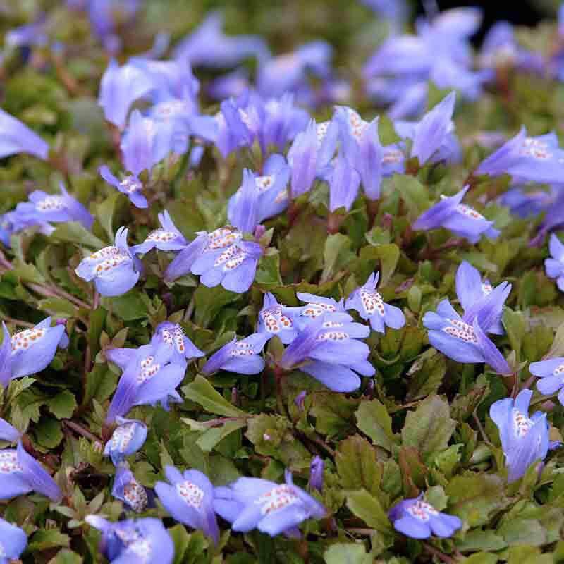 lavender ground cover plants Purple Mazus