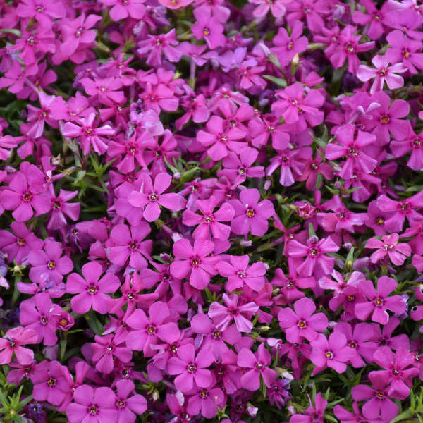 Mountainside™ 'Majestic Magenta' Phlox For Sale | Perennials