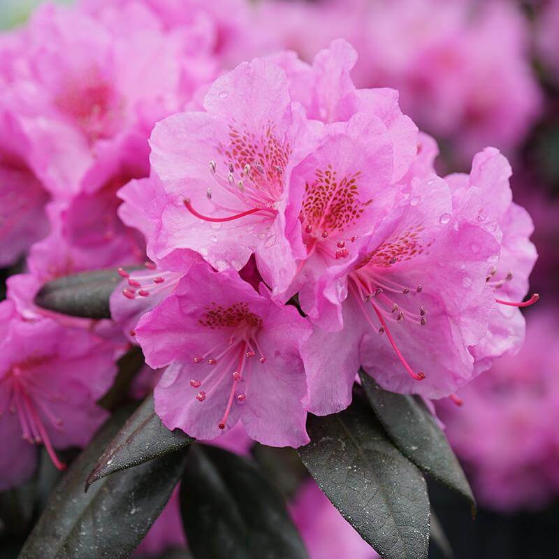 Black Hat Rhododendron
