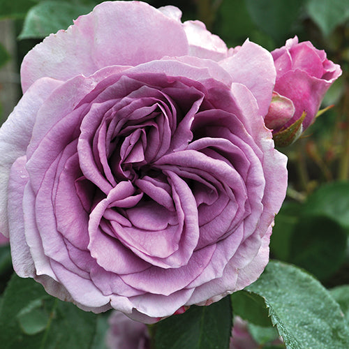 lavender climbing rose plant Quicksilver™ Climbing Rose
