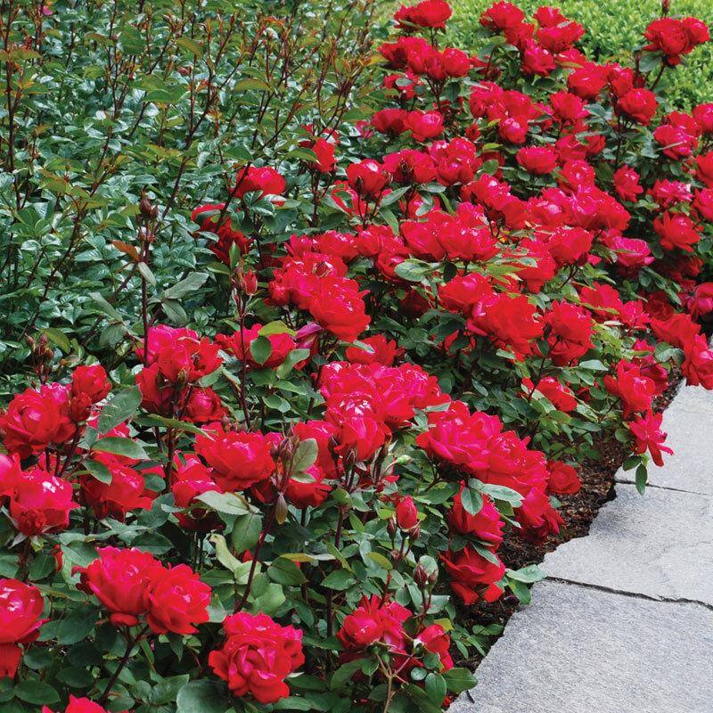double knockout rose seeds Double Knock Out Rose