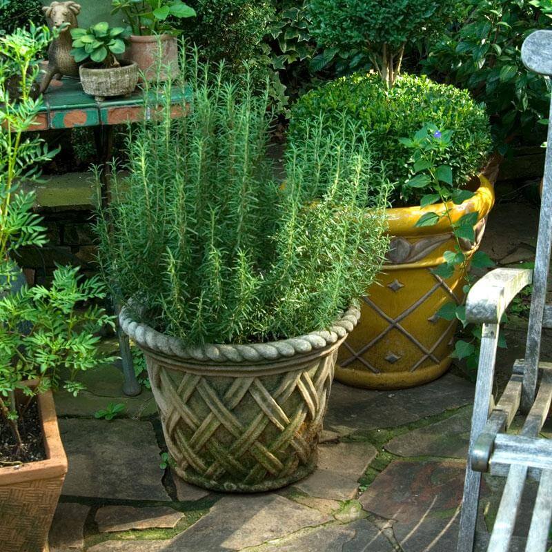 rosemary plant pot 'Arp' Rosemary