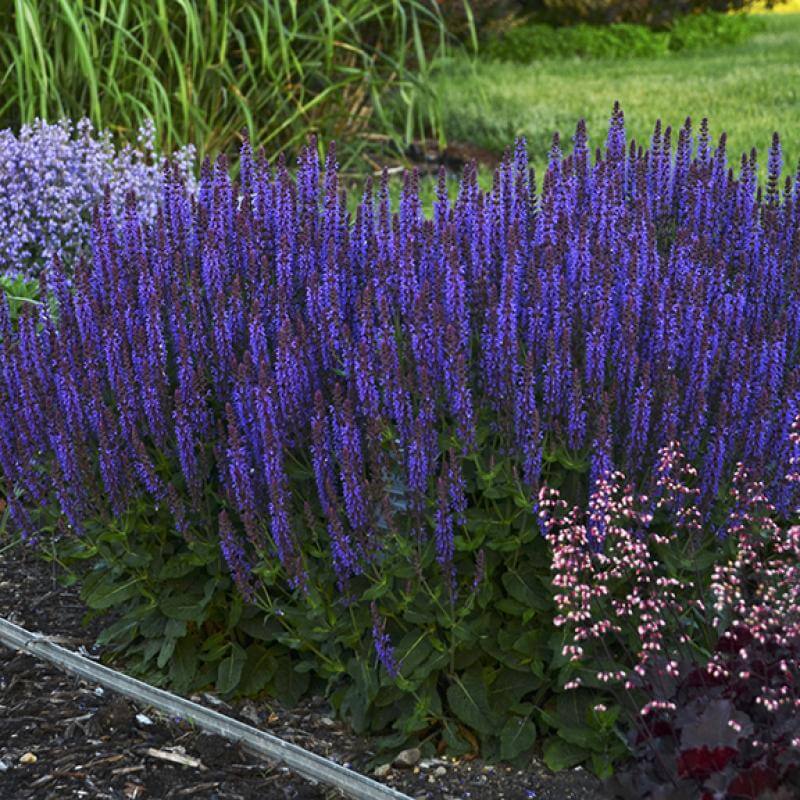 Color Spires® 'Violet Riot' Salvia Perennials Great Garden Plants