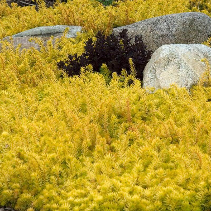 sedum angelina succulent 'Angelina' Stonecrop (Sedum)