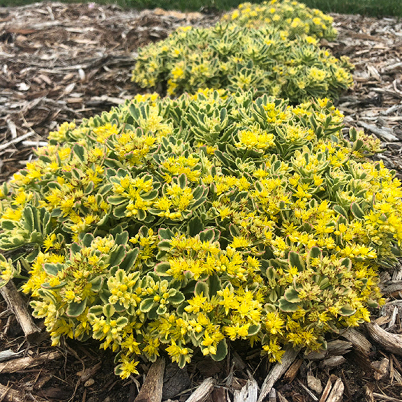 yellow flower succulent plant Rock 'N Low 'Boogie Woogie' Stonecrop