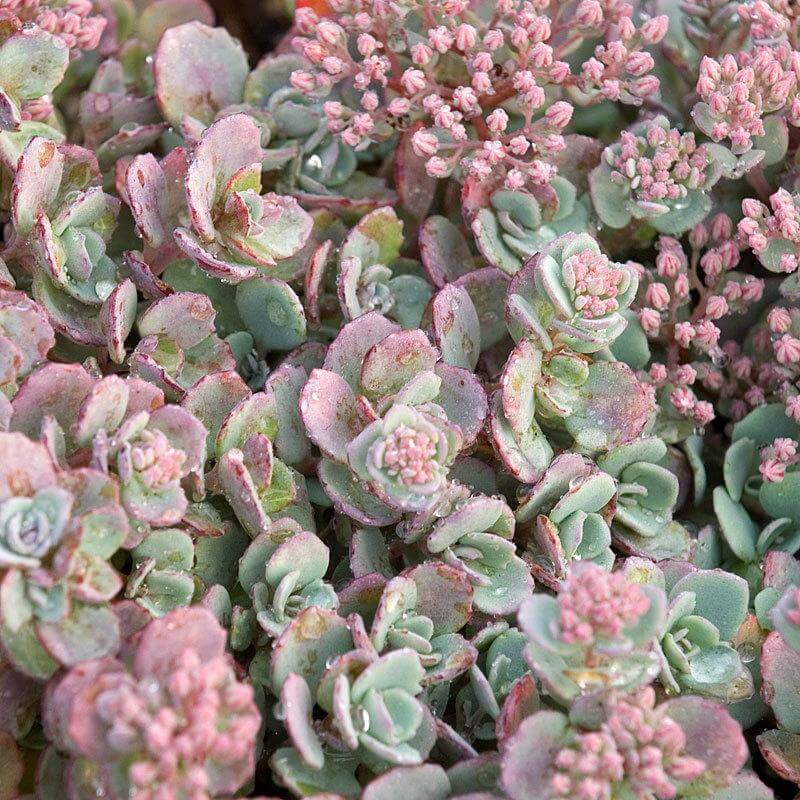 is stonecrop a succulent 'Lidakense' Stonecrop (Sedum)
