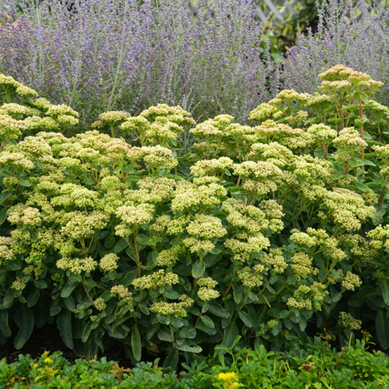 Rock 'N Grow® 'Lemonjade' Stonecrop Perennials Great Garden Plants