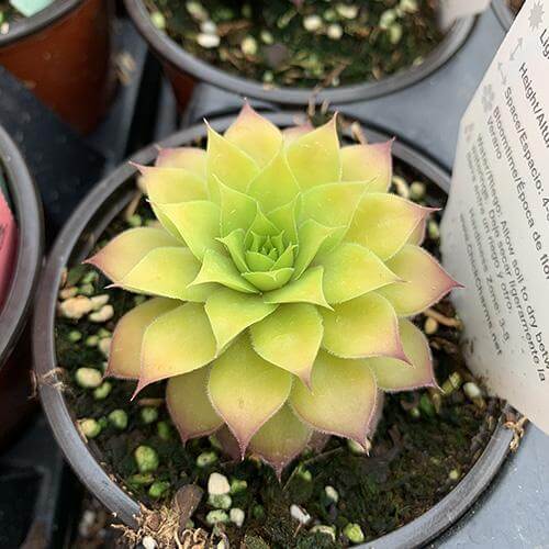 gold nugget hens and chicks succulent Chick Charms® 'Gold Nugget' Hens & Chicks