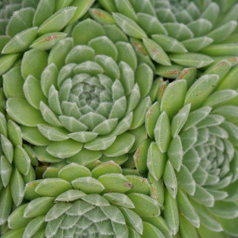 sugar shimmer succulent Chick Charms® Sugar Shimmer™ Hens & Chicks