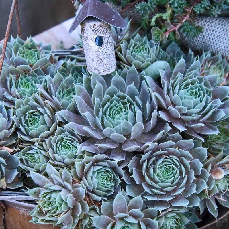 hens and chicks succulents for sale 'Pacific Blue Ice' Hens & Chicks