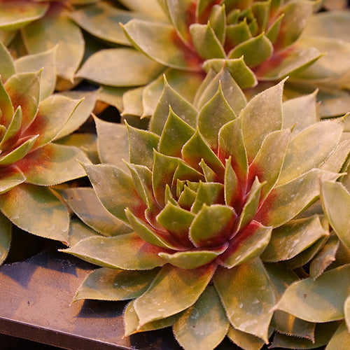 king soopers succulents Silver King' Hens & Chicks
