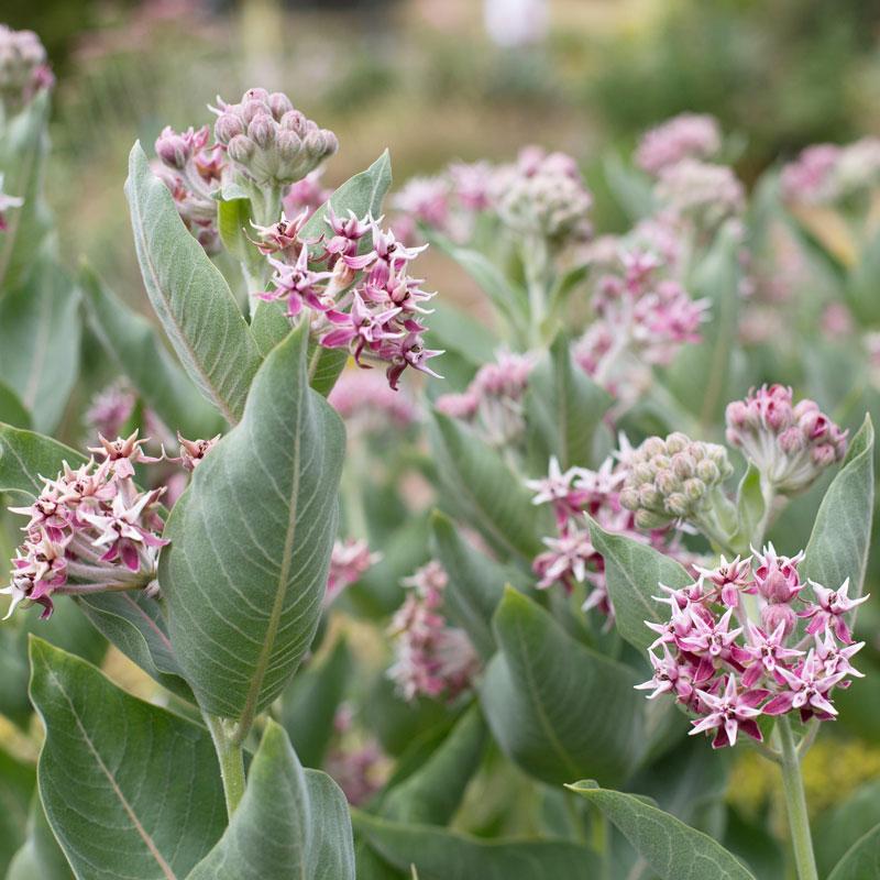 milkweed succulent Showy Milkweed (Asclepias)