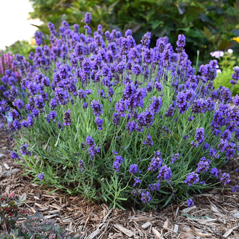 lavender similar plants Sweet Romance Lavender (Lavandula)