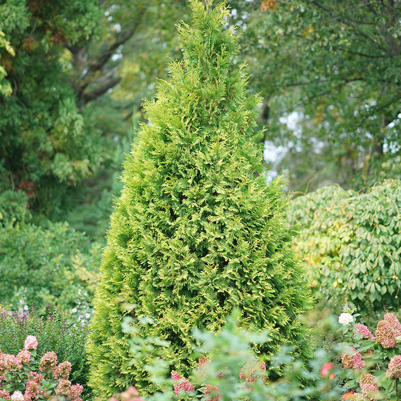 Polar Gold® Arborvitae For Sale