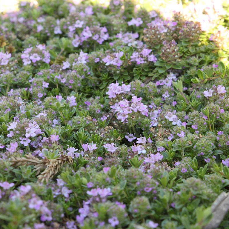 Wooly Thyme Perennials Great Garden Plants