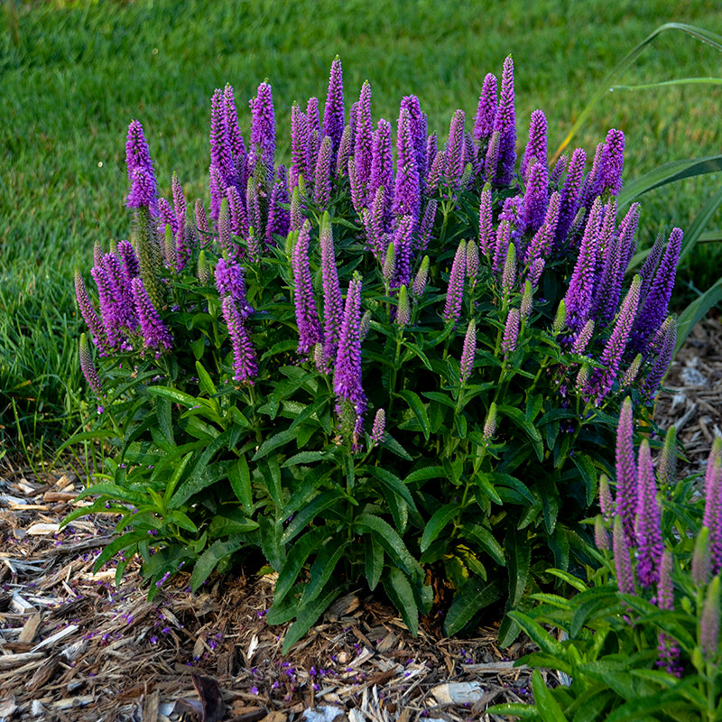 Magic Show 'Purple Illusion' Spike Sp...