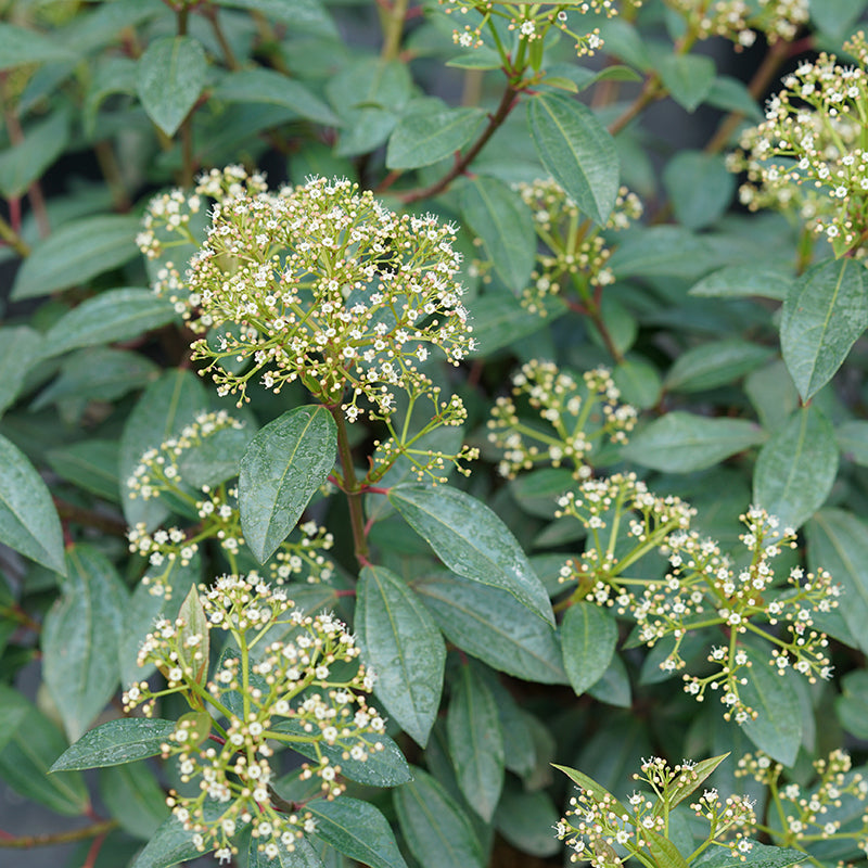 Yang® David Viburnum Shrubs & Trees Great Garden Plants