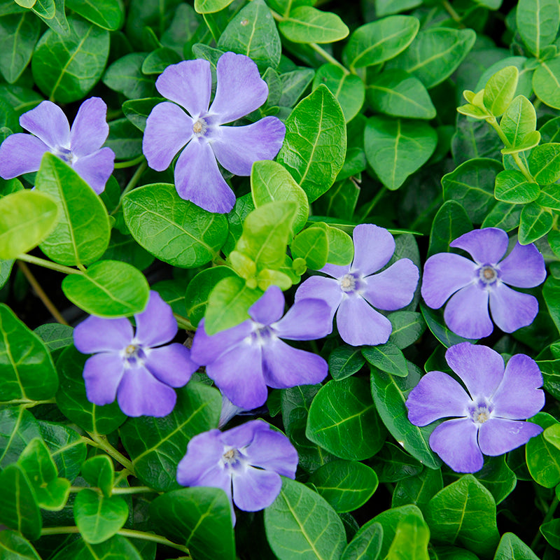 periwinkle house plant 'Bowles' Periwinkle Vine (Vinca)