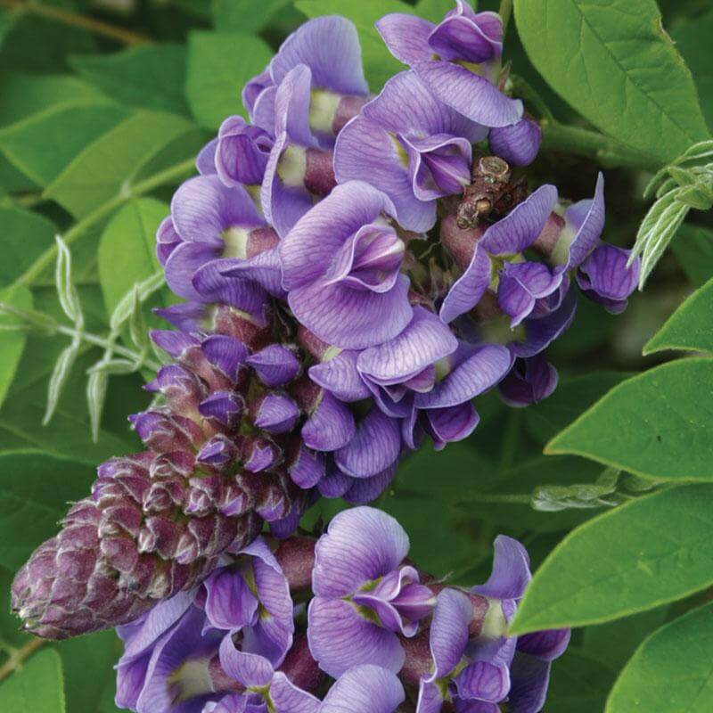 Amethyst Falls' Wisteria