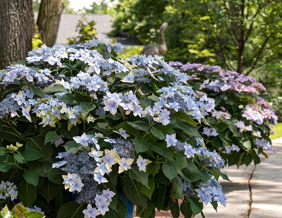 Pink and blue mountain hydrangeas in the garden