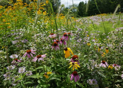 Meadow full of native perennials like rudbeckia, echinacea and monarda