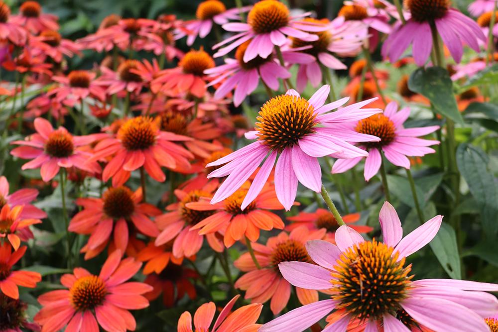 Native pink and red coneflowers in the garden