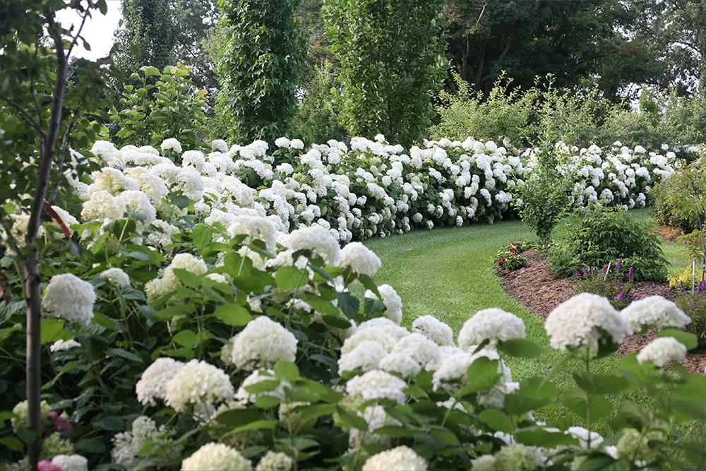 Incrediball smooth hydrangea hedge