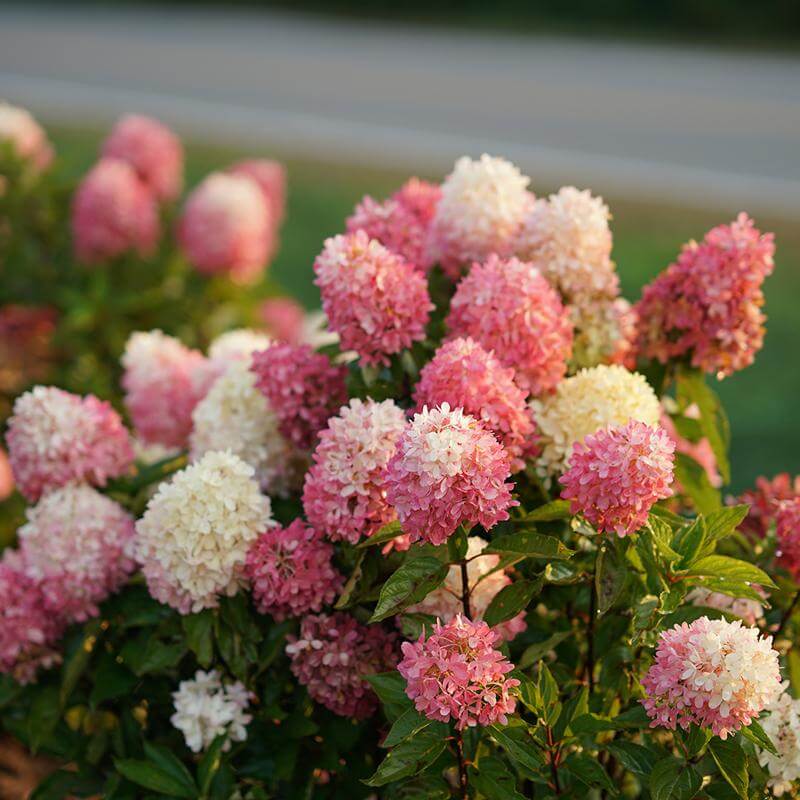 pink and white panicle hydrangea blooms