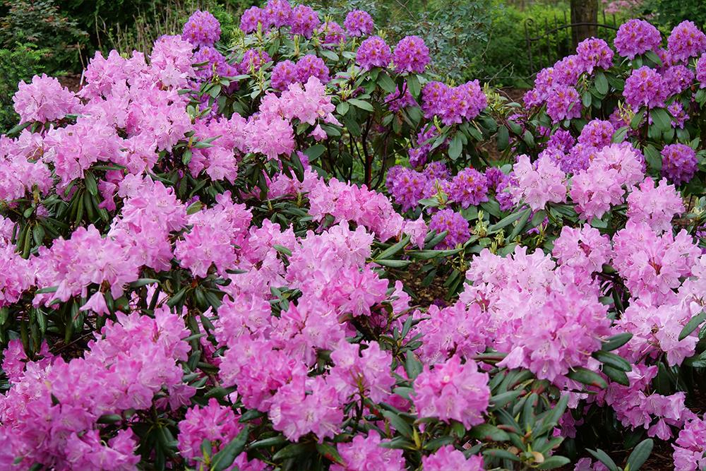 Shrubs & Trees Rhododendron
