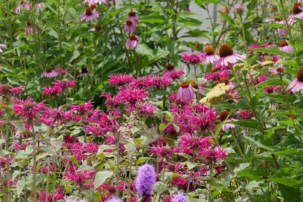 pink coneflower with bee