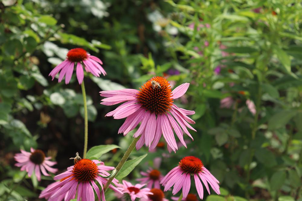pink coneflower with bee