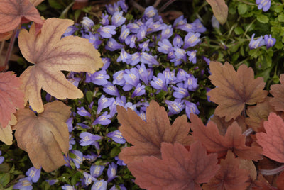 Ground Covers
