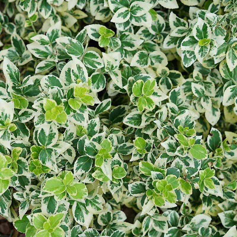 Shrubs & Trees Wintercreeper