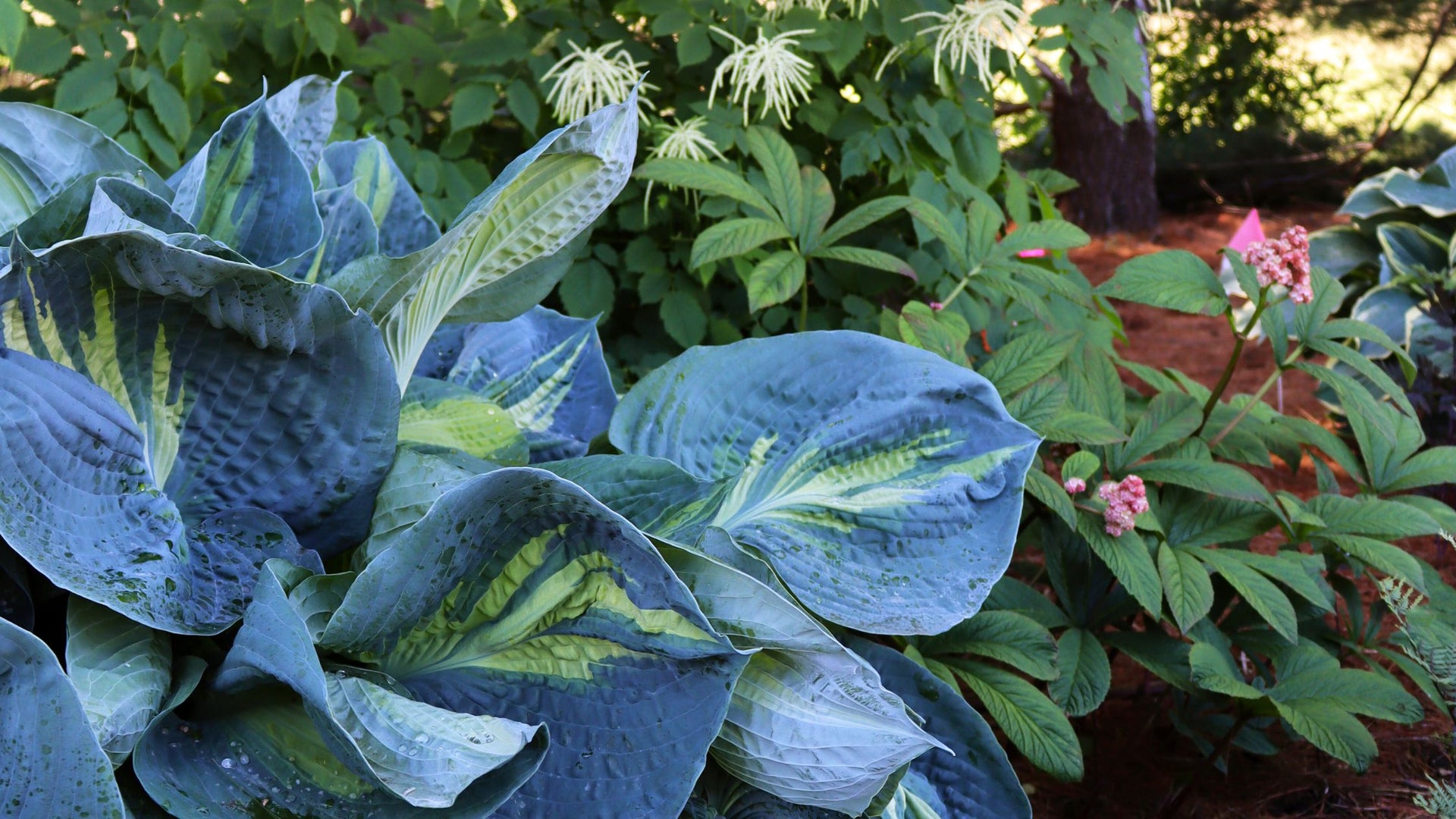 Perennials Ferns & Foliage Hosta Garden