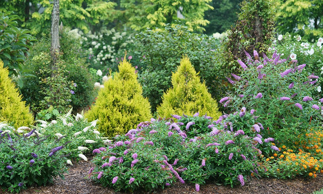 Shrubs & Trees For Sale | Online Plant Nursery – Great Garden Plants