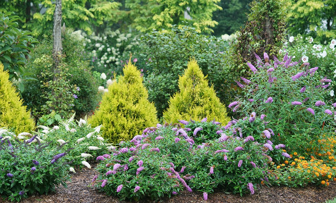 arborvitae, butterfly bush, and other colorful shrubs in a garden hedge
