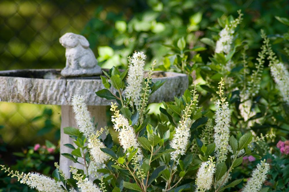 White summersweet flowers near birdbath