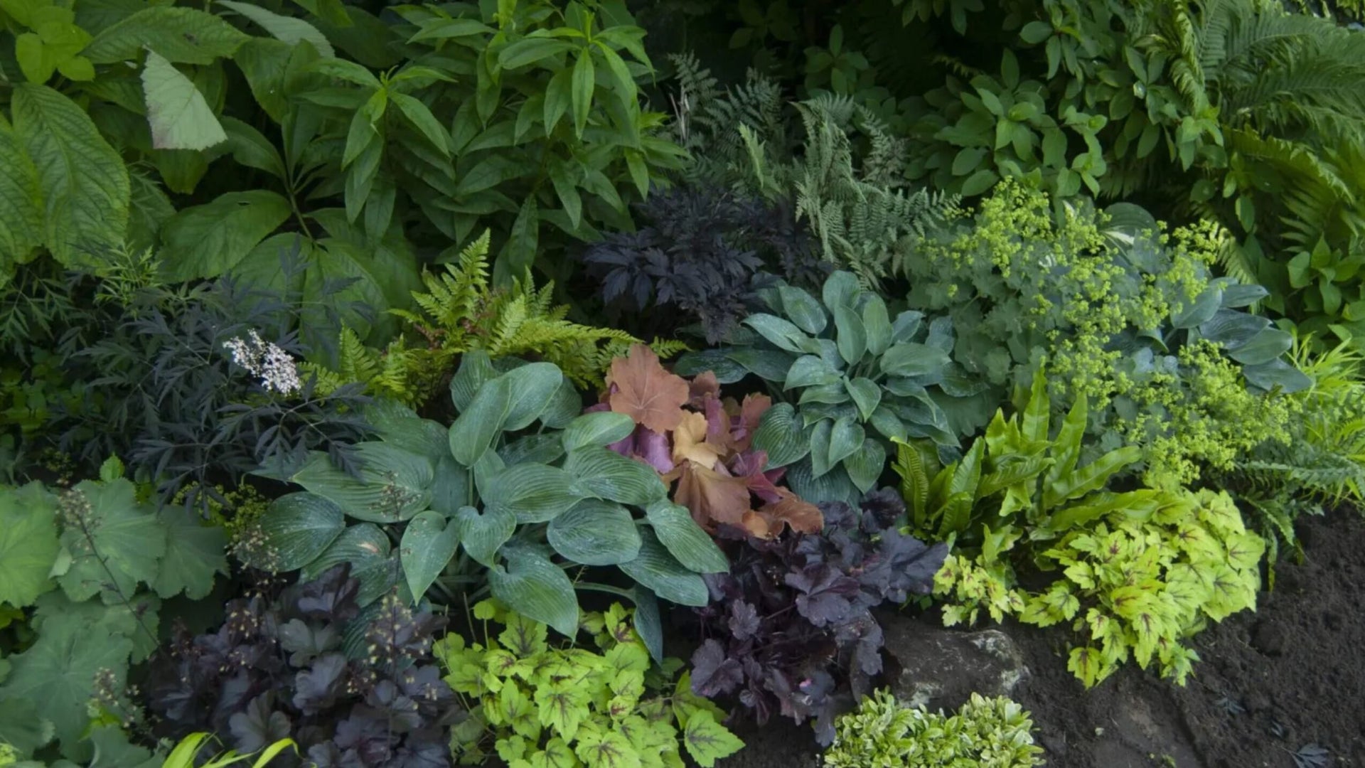 Cold Tolerant Perennials Like Hosta and Coral Bells