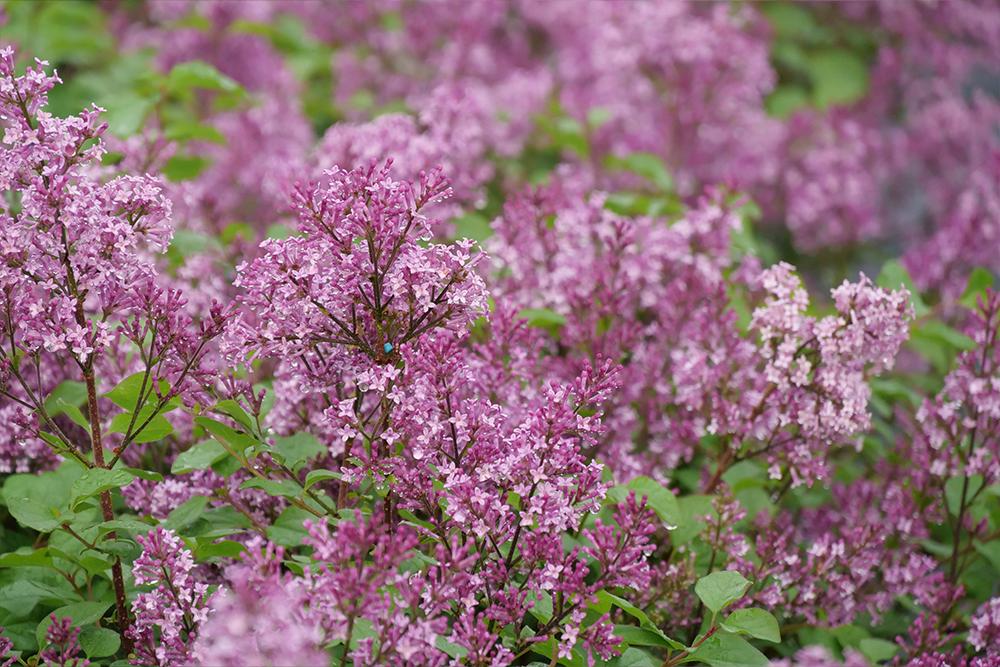 Purple lilac flowers