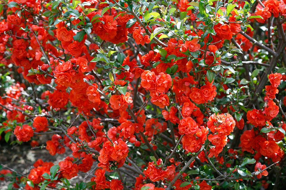 Orange and red flowering quince in the garden