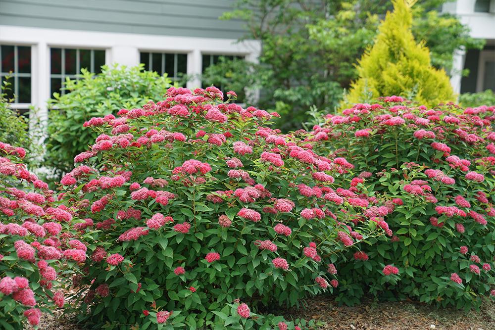 pink flowers on spirea shrubs