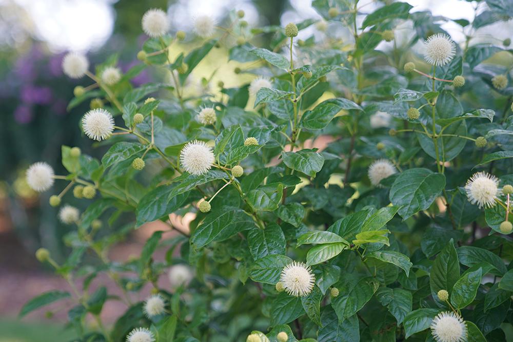 Fluffy flowers from buttonbush plants
