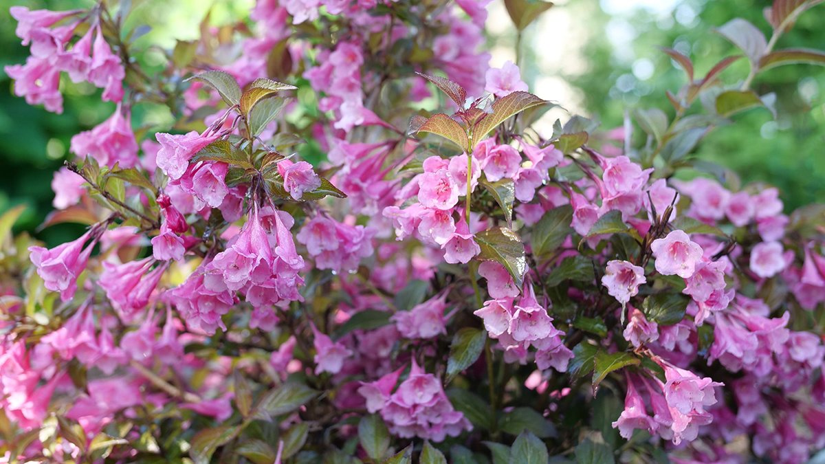 Weigela Shrubs For Sale Online Plant Nursery Great Garden Plants