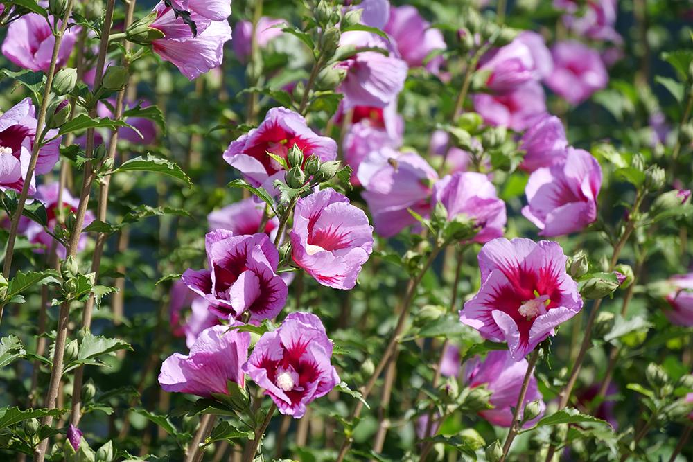 Pink rose of Sharon flowers in a sunny garden