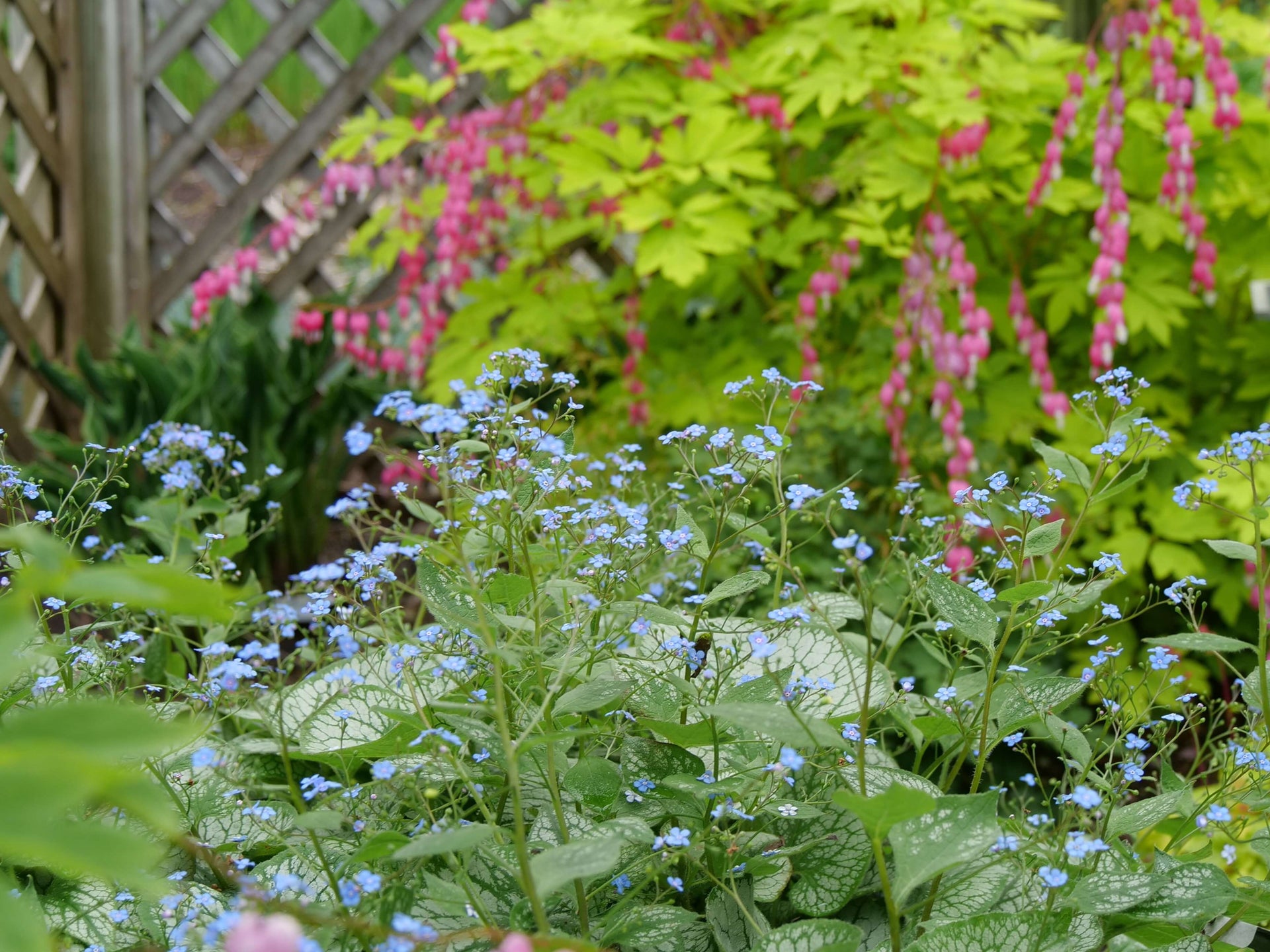 Spring Blooming Flowers