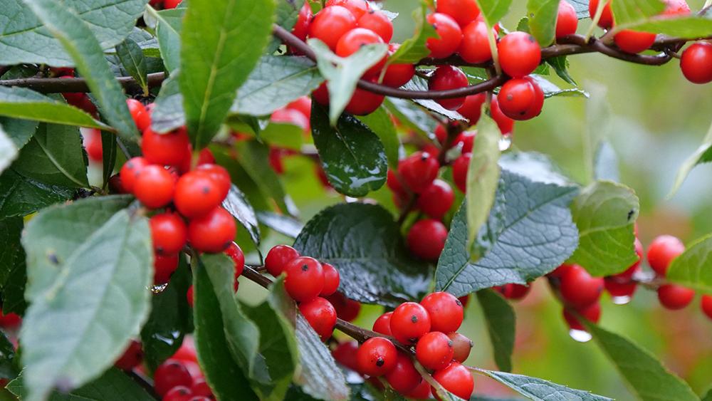 Close up picture of red berries and green foliage on a winterberry holly plant